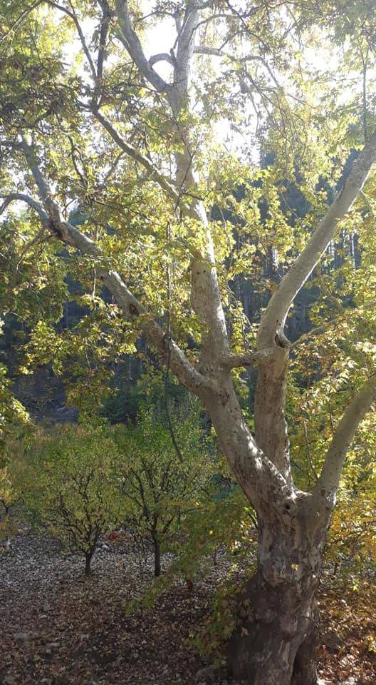 Toroslar Kepirli Köyü Resimleri 14