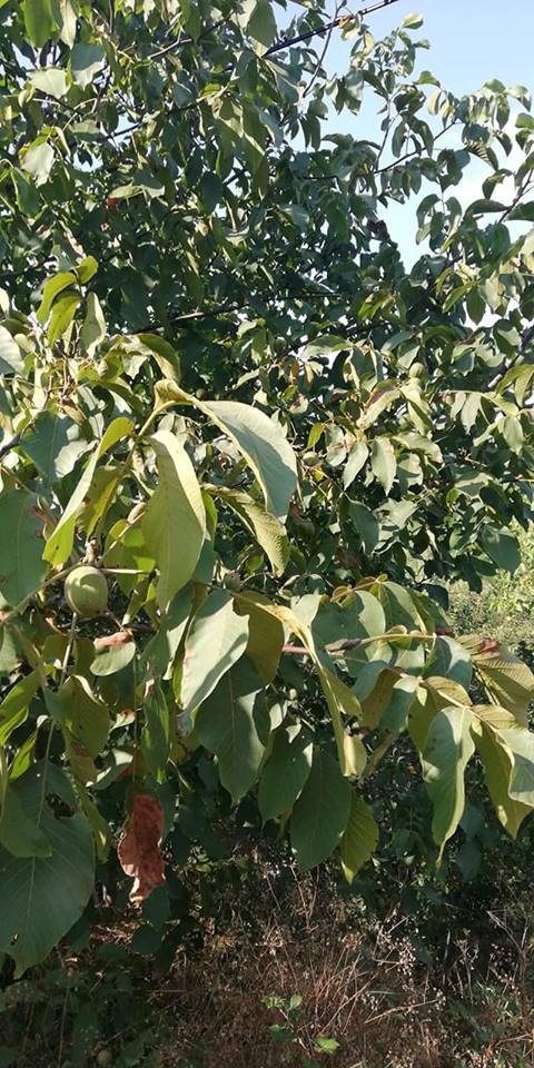 Taraklı Hacıyakup Köyü Resimleri 10