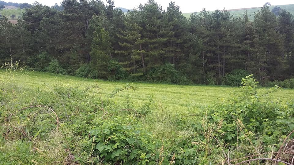 Taraklı Hacıyakup Köyü Resimleri 8