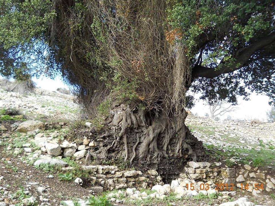 Toroslar Kerimler Köyü Resimleri 12