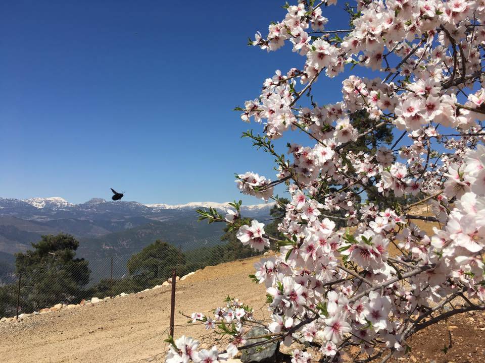 Toroslar Kerimler Köyü Resimleri 9