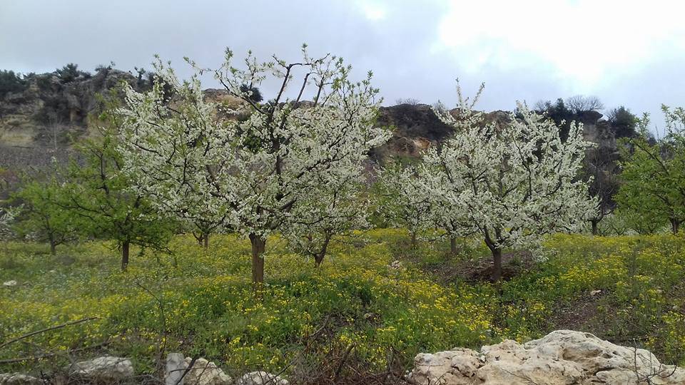 Toroslar Korucular Köyü Resimleri 10