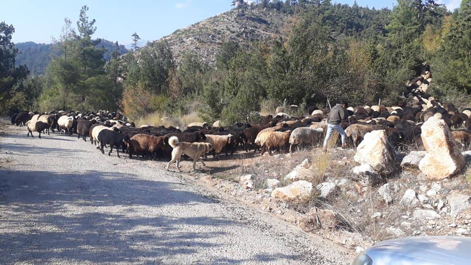 Toroslar Mithat Toroğlu Köyü Resimleri 11