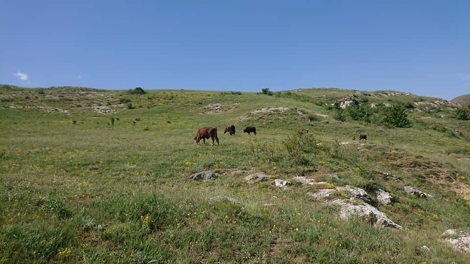 Sivas Kahyalı Köyü Resimleri 1