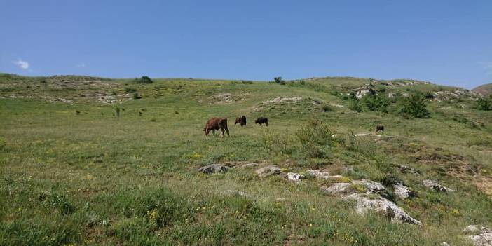 Sivas Kahyalı Köyü Resimleri
