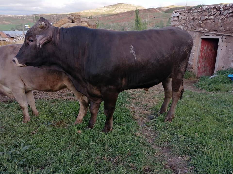 Sivas Karagömlek Köyü Resimleri 5