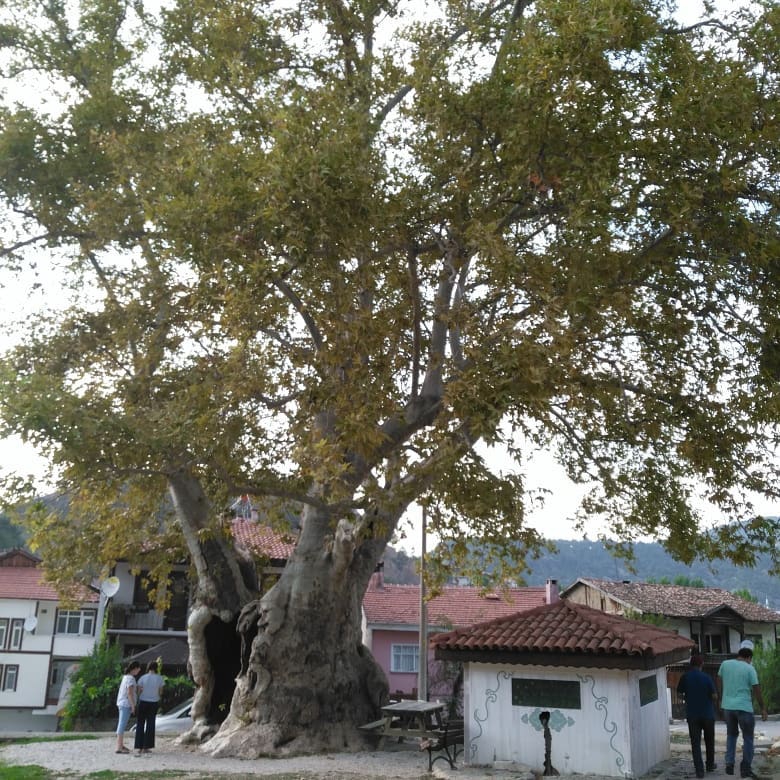 Taraklı Harkköy Köyü Resimleri 12