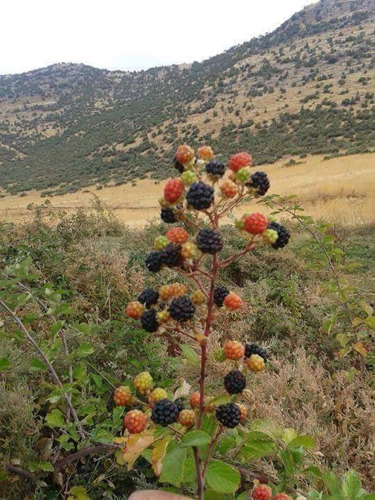 Kurtalan Beykent Köyü Resimleri 2