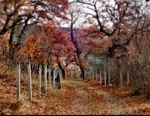 Taraklı İçdedeler Köyü Resimleri 3
