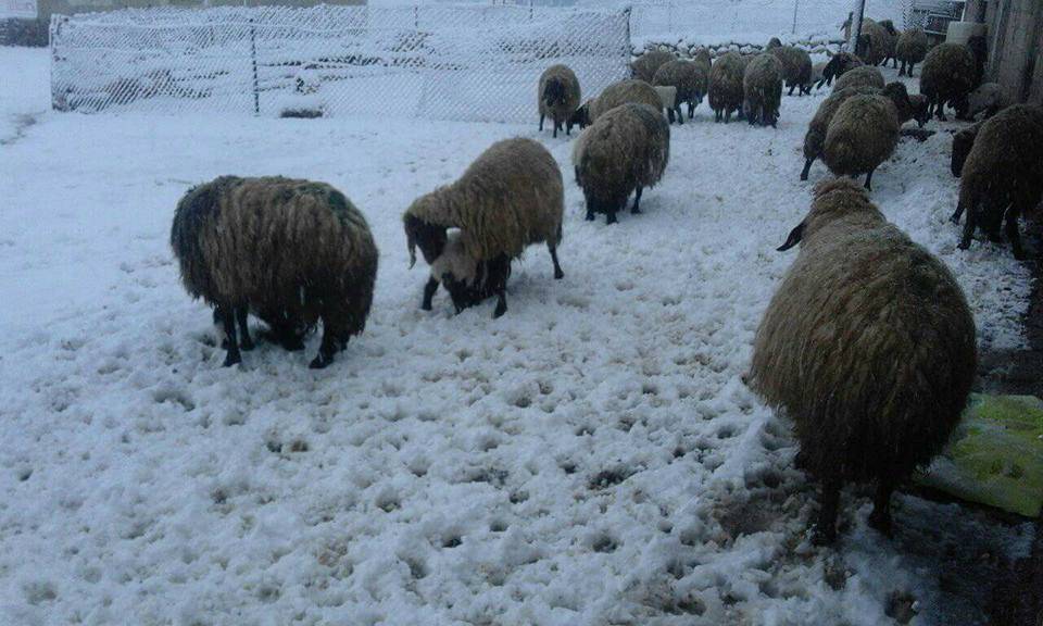 Kurtalan Gürgöze Köyü Resimleri 1