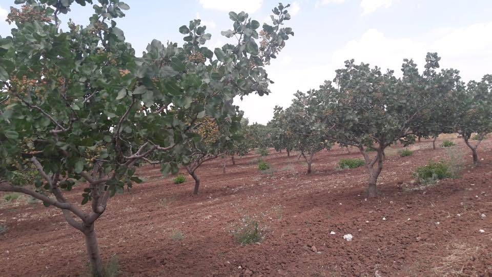 Kurtalan İncirlik Köyü Resimleri 1