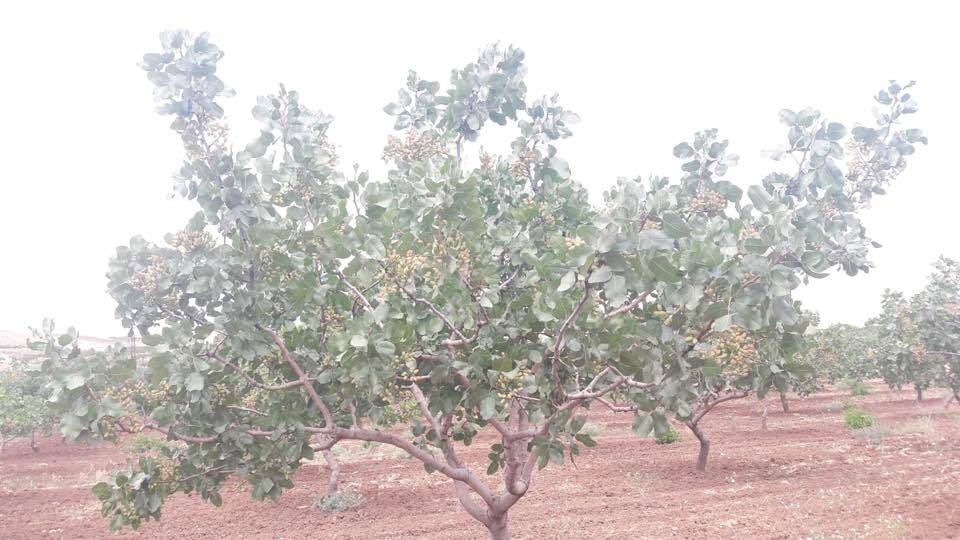 Kurtalan İncirlik Köyü Resimleri 2