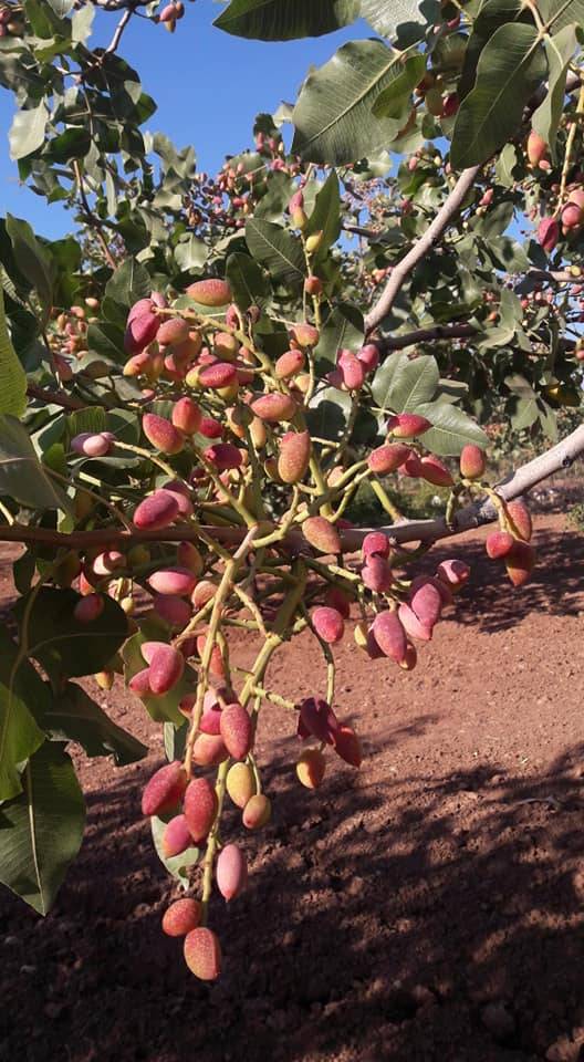 Kurtalan İncirlik Köyü Resimleri 3