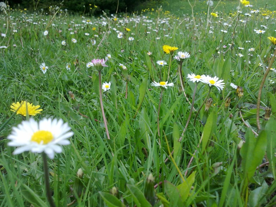 Taraklı Kemaller Köyü Resimleri 17