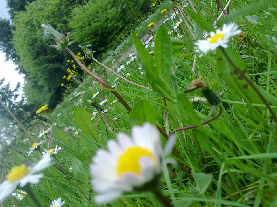 Taraklı Kemaller Köyü Resimleri 18