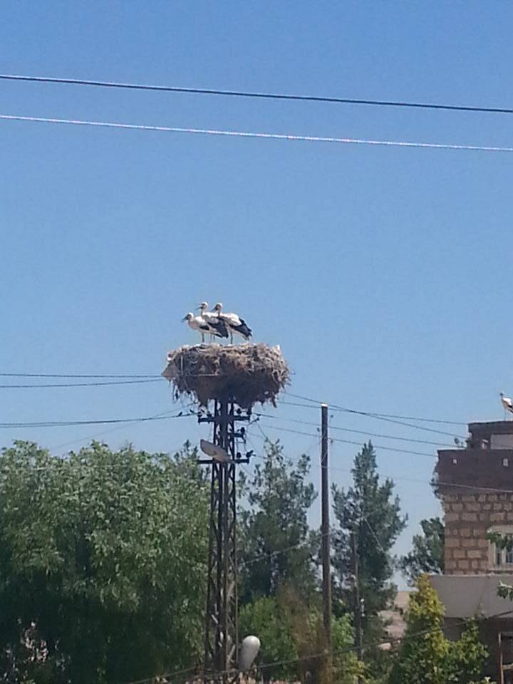 Kurtalan Saipbeyli Köyü Resimleri 1