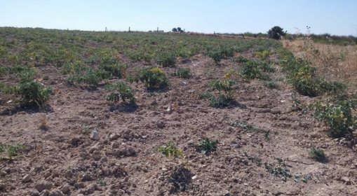 Taraklı Duman Köyü Resimleri 11