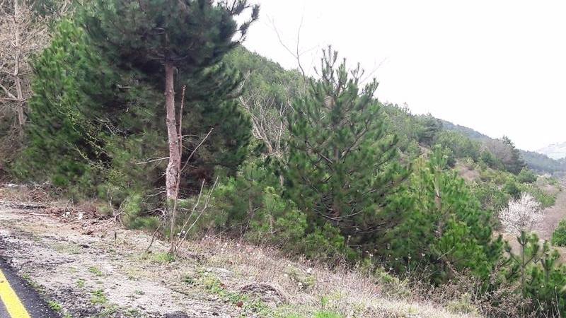 Taraklı Duman Köyü Resimleri 6