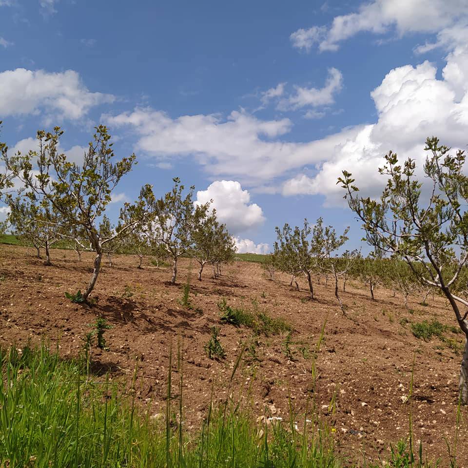 Kurtalan Yakıttepe Köyü Resimleri 1