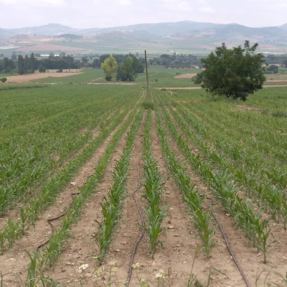 Yenişehir Barbaros Köyü Resimleri 9