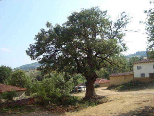 Yenişehir Gökçebelen Köyü Resimleri 10
