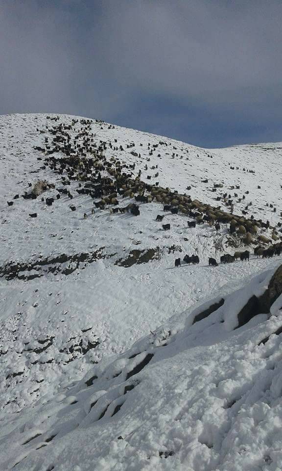 Pervari Çavuşlu Köyü Resimleri 22