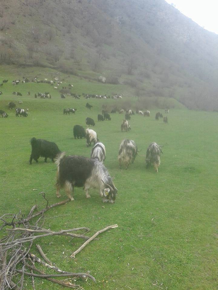 Pervari Çavuşlu Köyü Resimleri 6