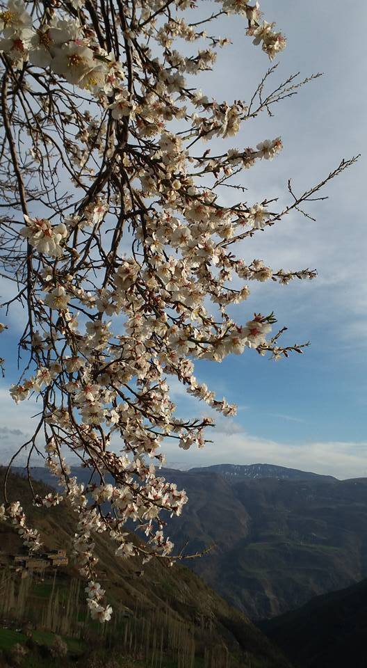 Pervari Çavuşlu Köyü Resimleri 8