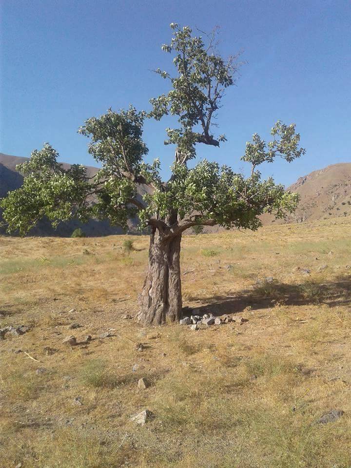 Pervari Dolusalkım Köyü Resimleri 8