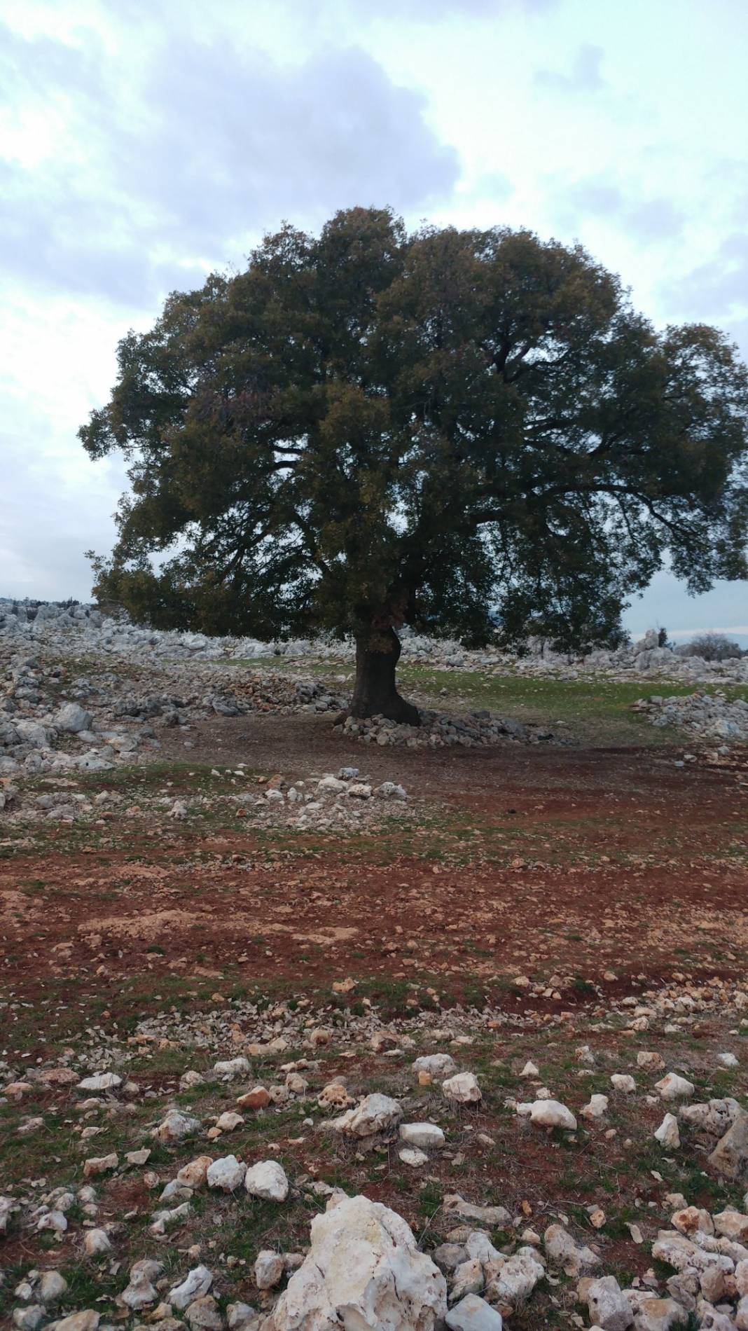 Yenişehir Palmiye Köyü Resimleri 7
