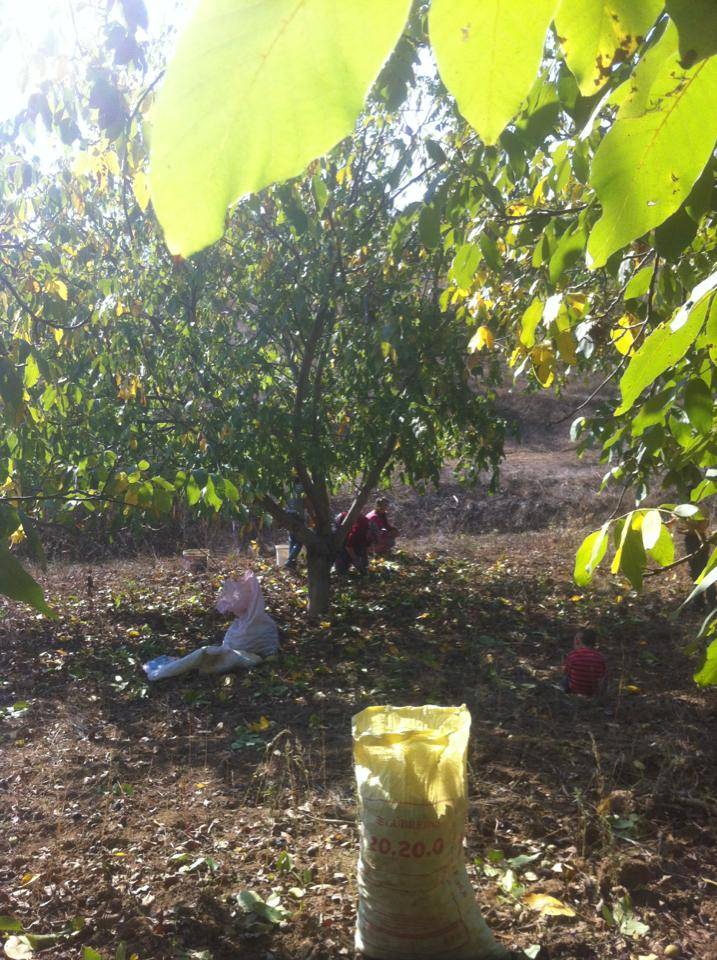 Yenişehir Turunçlu Köyü Resimleri 3