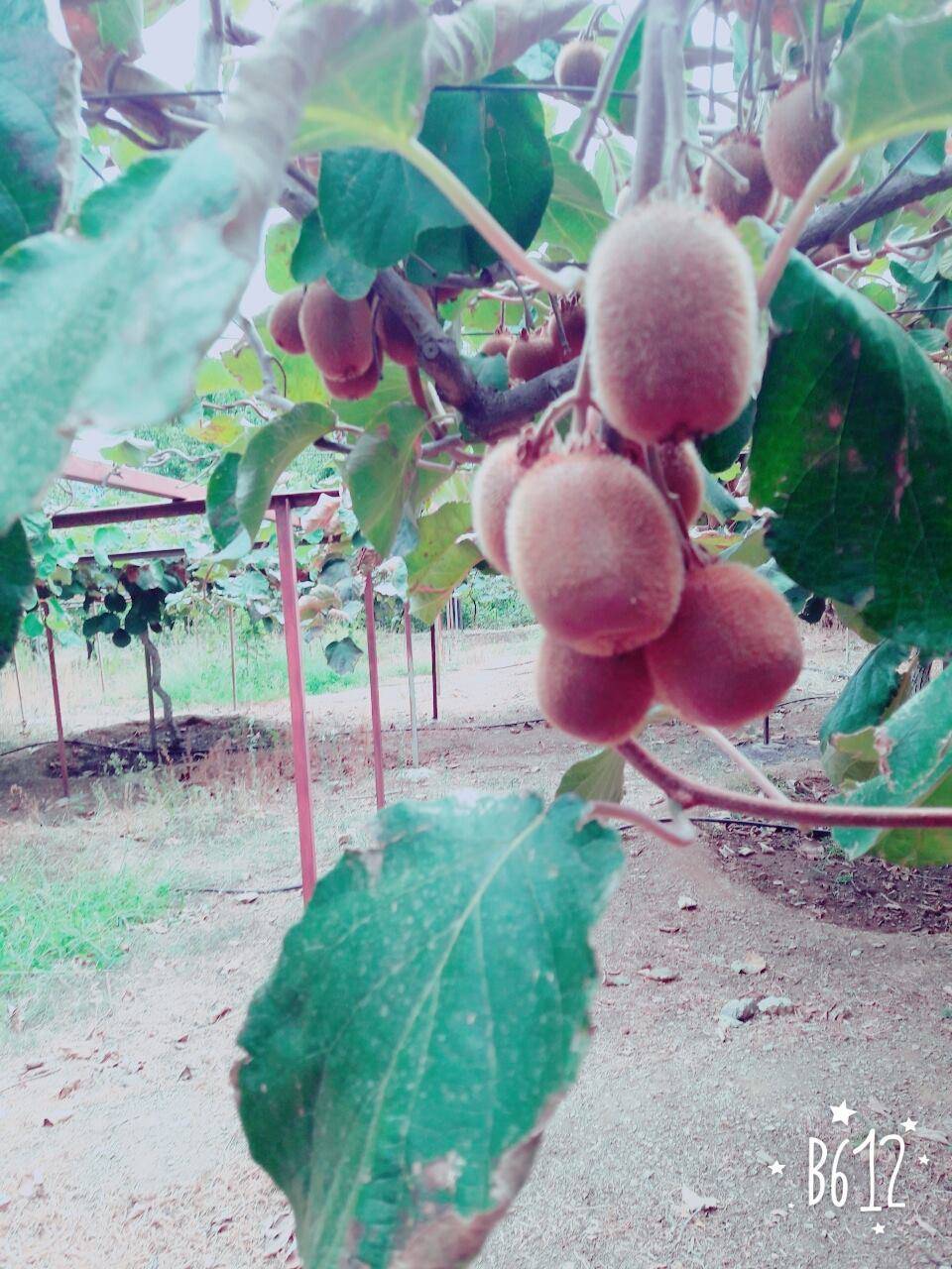 Anamur Aşağıkükür Köyü Resimleri 5