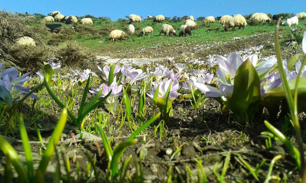 Pervari Gökbudak Köyü Resimleri 3