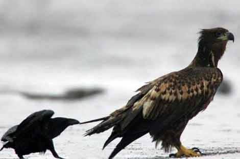 Pervari Güleçler Köyü Resimleri 1