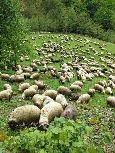 Pervari Karasungur Köyü Resimleri 2