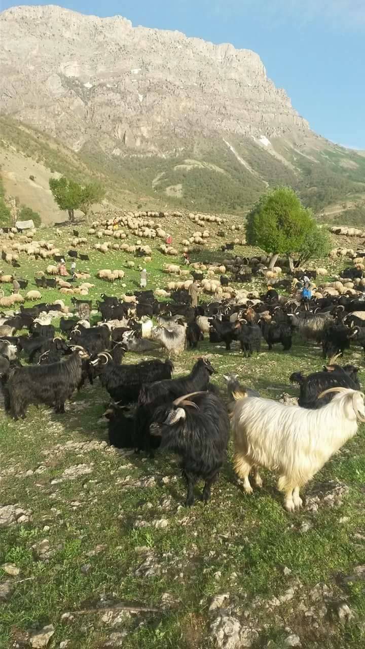 Pervari Kışlacık Köyü Resimleri 2