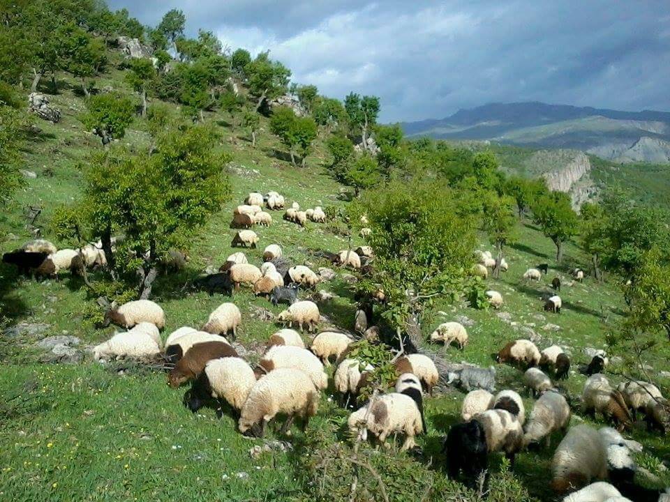 Pervari Kışlacık Köyü Resimleri 3