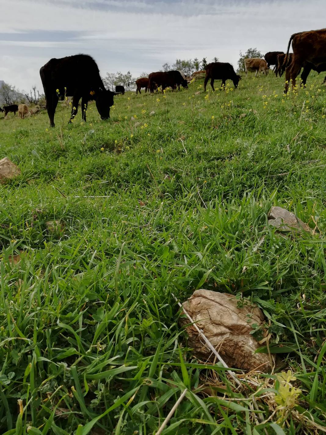 Pervari Köprüçay Köyü Resimleri 5