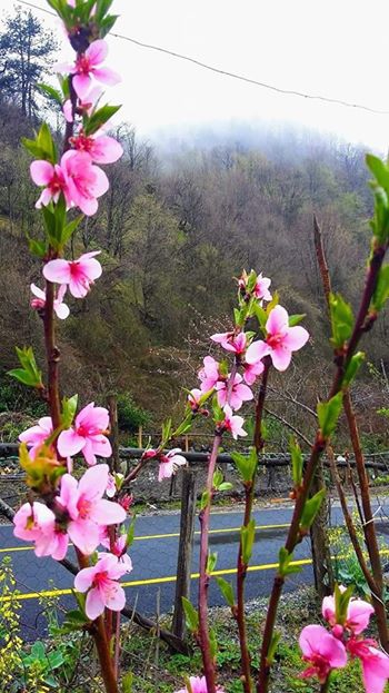 Sapanca İlmiye Köyü Resimleri 12