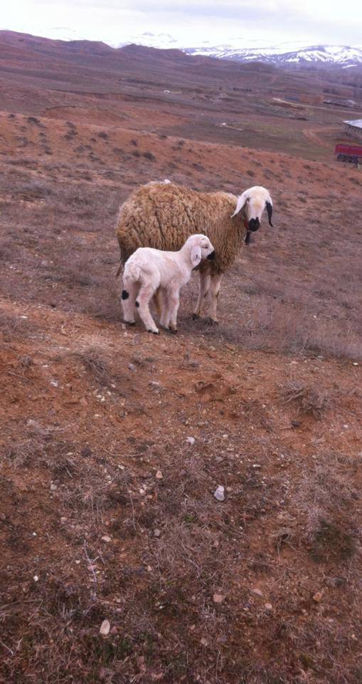 Sivas Kayadibi Köyü Resimleri 2