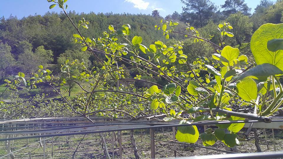 Anamur Karaçukur Köyü Resimleri 7