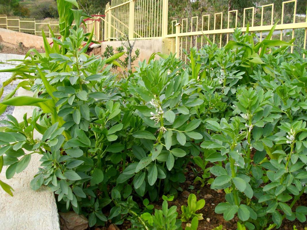 Anamur Karalarbahşiş Köyü Resimleri 5