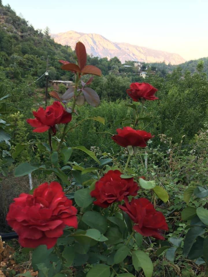 Anamur Malaklar Köyü Resimleri 8