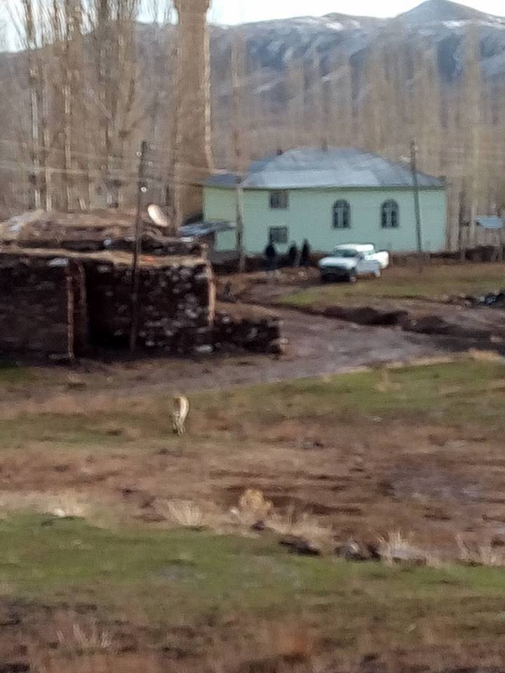 Sivas Kızılova Köyü Resimleri 13