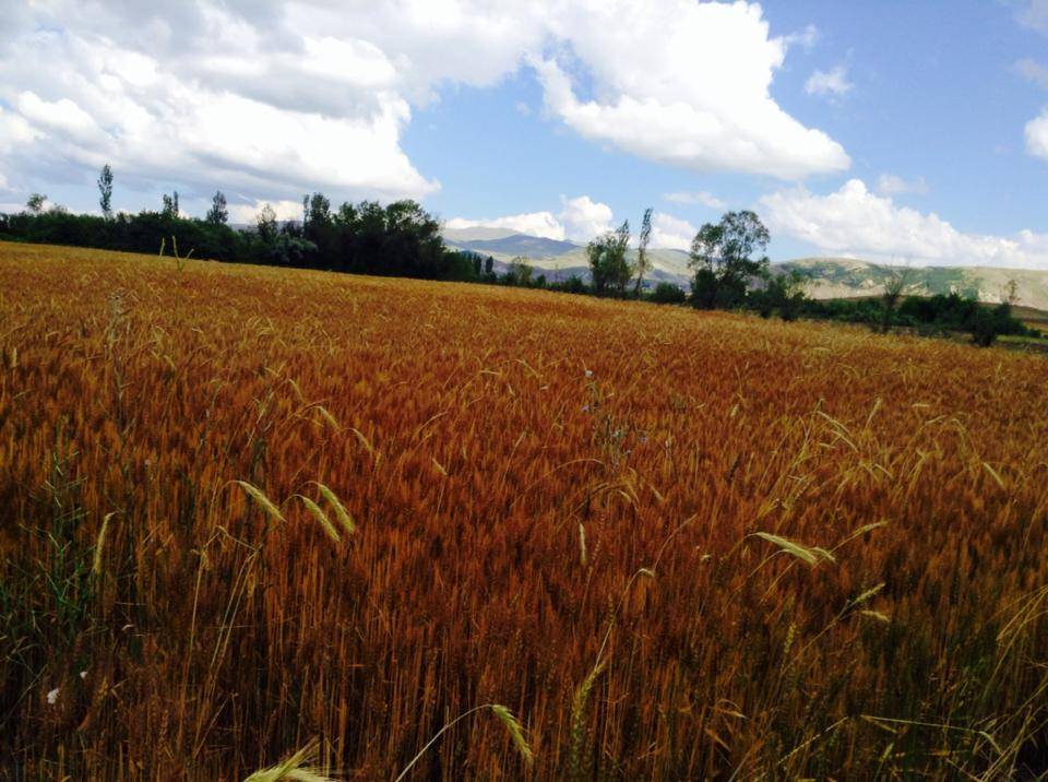 Sivas Kızkapan Köyü Resimleri 7