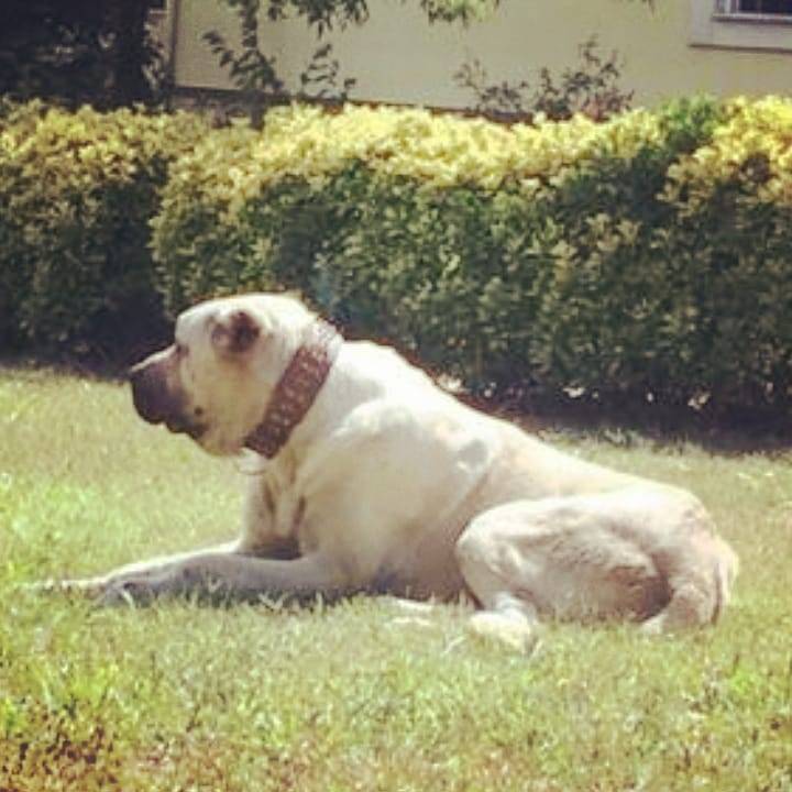 Sivas Koyuncu Köyü Resimleri 2