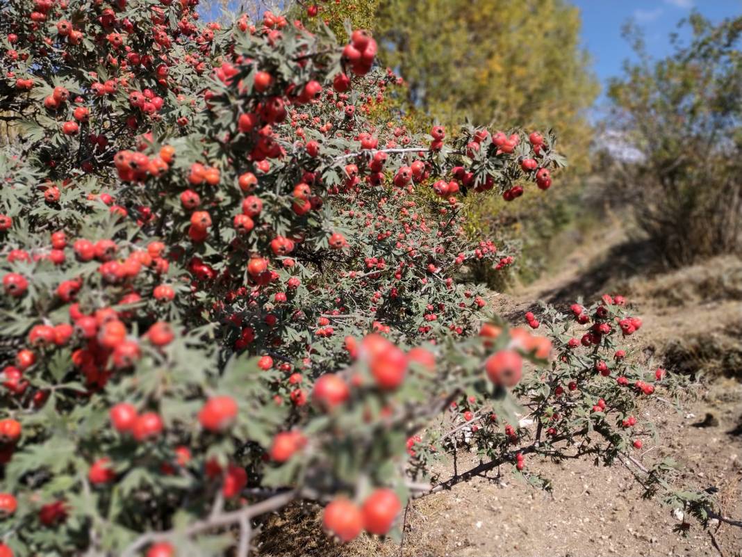 Sivas Köklüce Köyü Resimleri 8