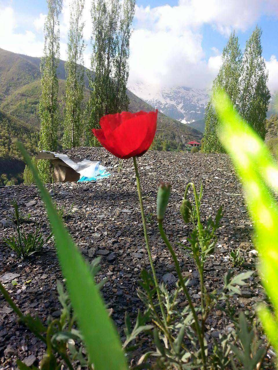 Şirvan Cevizlik Köyü Resimleri 4