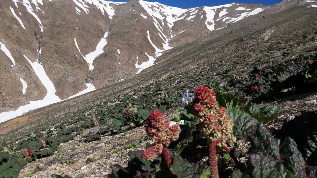 Şirvan Cevizlik Köyü Resimleri 9