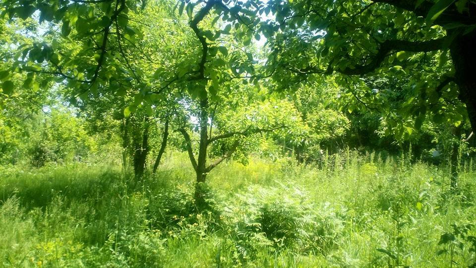 Sapanca Yanık Köyü Resimleri 2